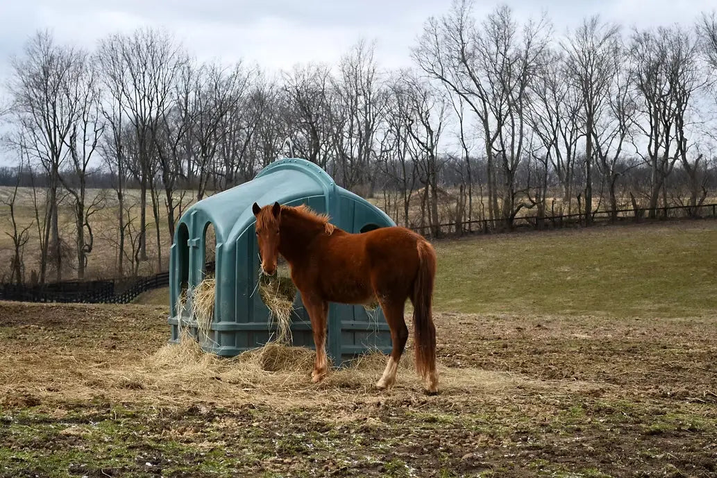 The Gilded Horse Partners with Kentucky Horse Council and Kentucky Equine Adoption Center